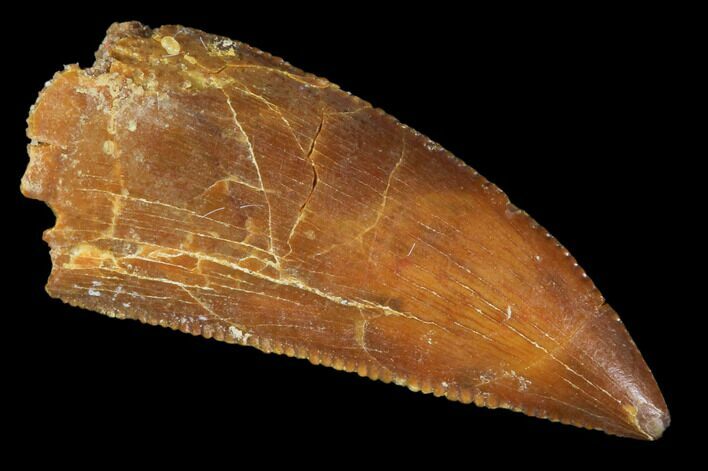 Raptor Tooth - Real Dinosaur Tooth #102711